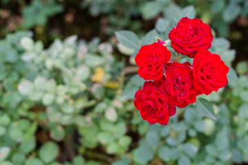 Beautiful rose in the garden
