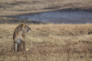 Ngoro Ngoro nautral reserve, Tanzania