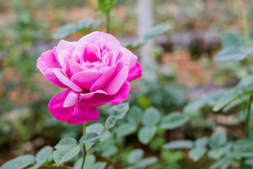 Fototapeta premium Beautiful rose in the garden