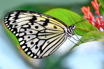 Closeup   beautiful butterfly sitting on flower.