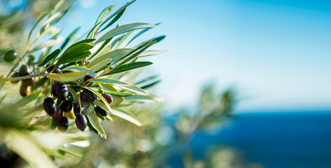 Olivenbaum am Mittelmeer