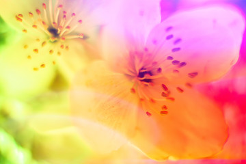 Neon colored fresh pale transparent jasmine flower macro Close-up. Bright ididescent holographic foil background. Multicolor trendy backdrop. Copy space. Soft focus, blerred. Light distortion effect