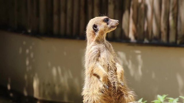 suricate