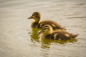 Entenküken schwimmen im Wasser