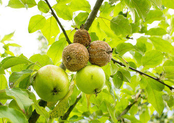 Obraz premium Fauler Apfel1811a