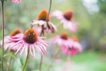 Beautiful flowers in the garden