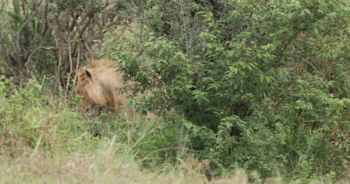 Lions stalking in the bushes in the Maasai Mara in Kenya, East Africa.