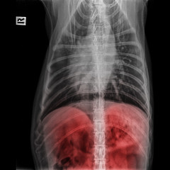 X-ray of dog anterior view closed up in thorax standard and chest with red highlight in liver system- veterinary medicine and Veterinary anatomy concept