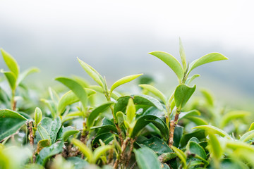 Obraz premium Green tea farm at Doi Angkhang in Chiang mai, Thailand