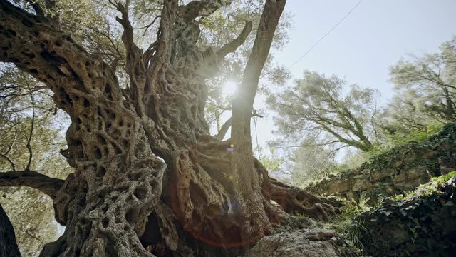 Camera tilting up on rough veiny trunk of old olive tree on sunny day in Montenegro countryside