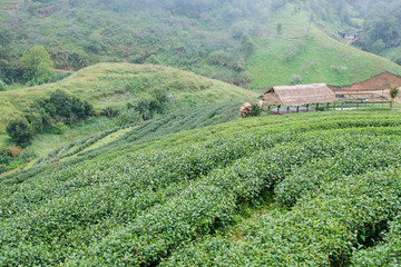Fototapeta na wymiar Green tea farm at Doi Angkhang in Chiang mai, Thailand