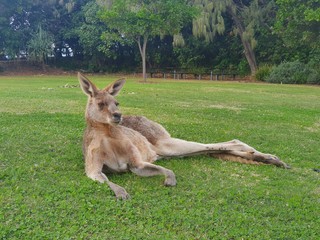 kangaroo in the grass