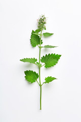 Melissa leaf or lemon balm isolated on white background. Branch of lemon balm with inflorescence isolated. Top view - obrazy, fototapety, plakaty