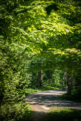 Obraz premium Road through the forest.