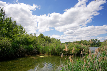 Obraz na płótnie Canvas Episy swamp nature reserve in the french Gatinais regional nature park