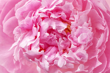Pion macro. Peony petals close up. Pink gentle soft peony flower. Flower texture top view