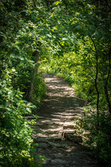 Peaceful path in the forest.