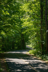 Peaceful path in the forest.