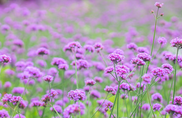 Verbena Bonariensis is a purple flower