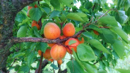 apricots fruit on tree, summer, Croatia