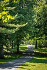Fototapeta na wymiar Peaceful path in the forest.