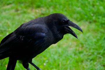 都会のカラス