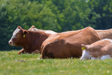 Resting cattle lies on meadow and is ruminating