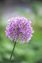 flower Allium Gladiator purple
