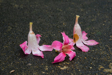Fallen Impala Lily flowers on the concrete floor