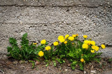 Yellow dandelion flowers against concrete wall.