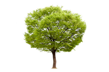 Isolated of tree on white background and clipping path for ecology decoration website and magazine.- Image.