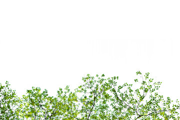 Isolated of tree branch on white background and clipping path for ecology decoration website and magazine.- Image.