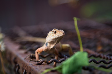 iguana