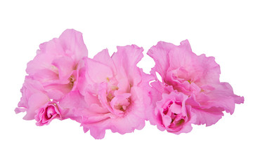 Pink blossoming azalea flowers  isolated on a white background
