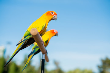 Colorful couple parrot sitting on log