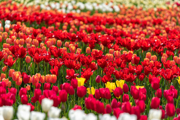 Colorful tulip flower field, in full bloom
