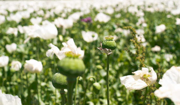 Natural White Flowers Opium Poppy
