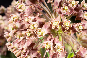 Flowers of milkweed  macro.  Asclepias syriaca, commonly called common milkweed, butterfly flower, silkweed, silky swallow-wort, and Virginia silkweed.