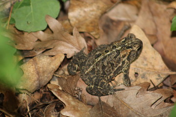 Toad in leaves