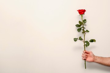 red rose on a green stalk in a man's hand, a gift for Valentines Day, copy space