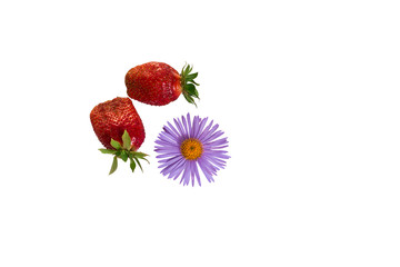 Ripe, juicy, fresh, red strawberries with green leaves. Daisy flower with purple petals and yellow middle. White background. Isolated.
