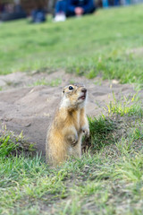 the European ground squirrel came out of its hole amid vacationers