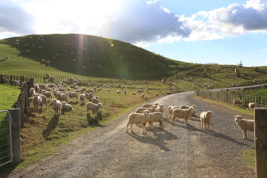 sheeps on the road and hill in field with bright sky background