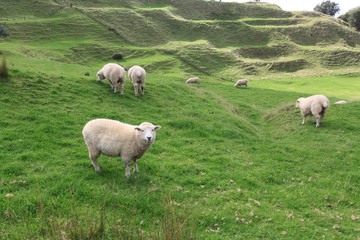 Obraz premium sheeps in the field at One Tree Hill