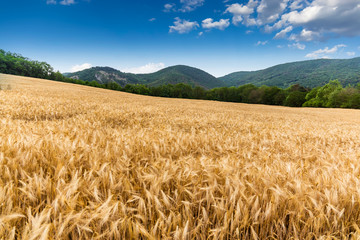 Gold wheat field. Countryside landscape.