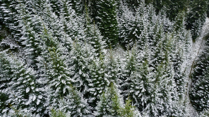 Obraz premium The Mountainside in Grindelwald, Switzerland.