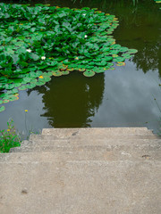 water lilies or lotus flowers, with reflecting on the water, stairs Summer background.