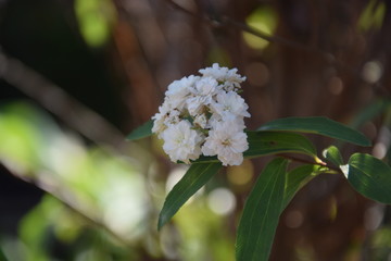  White flower