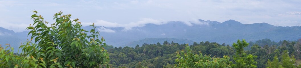 Fototapeta na wymiar Panorama, Fog on the mountain behind the green forest