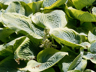 Hosta undulata au feuillage panaché, ondulé et gaufré de couleur vert-clair et vert foncé aux...
